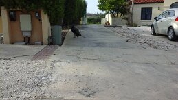 20170921_081459 null