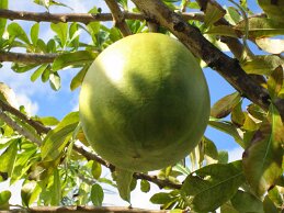 IMG_1442 null