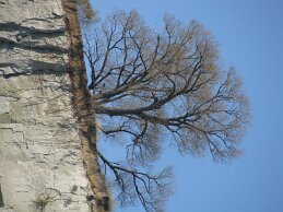 IMG_6498 null