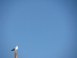IMG_6523 null